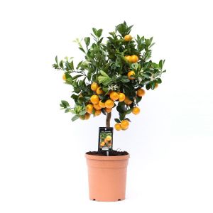 Citrus Calamondin op stam - Sinaasappelboom