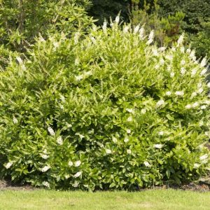 Clethra alnifolia - Schijnels