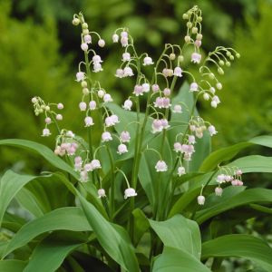 Convallaria majalis 'Rosea' - Lelietje-van-dalen