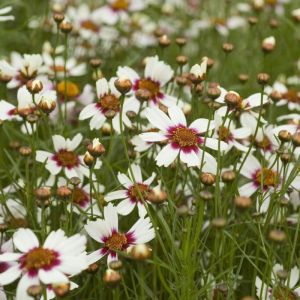 Coreopsis rosea 'Sweet Dreams' - Meisjesogen