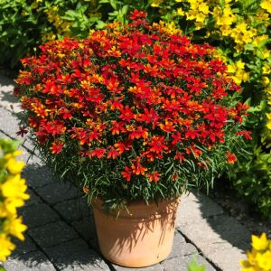 Coreopsis verticillata 'Ladybird' - Meisjesogen