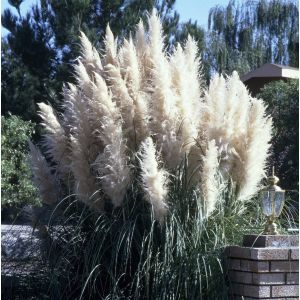 Cortaderia selloana 'Sunningdale Silver' - Pampasgras