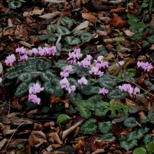 Cyclamen coum - Alpenviooltje