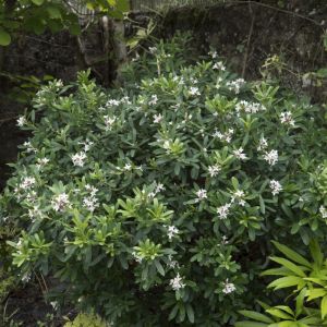 Daphne transatlantica 'Eternal Fragrance' - Dwergpeperboompje