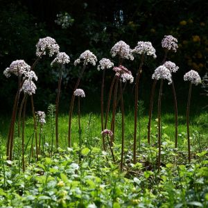 Darmera peltata - Schildblad