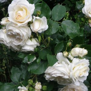 Rosa the Fairy 'White' - Trosroos