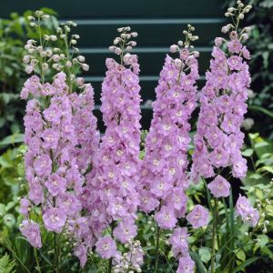 Delphinium ‘Magic Fountain Pink Shades' - Ridderspoor