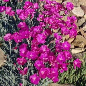 Dianthus gratianopolitanus 'Pink Jewel' - Steenanjer