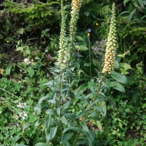 Digitalis ferruginea 'Gelber Herold' - Vingerhoedskruid 