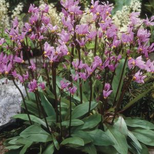 Dodecatheon meadia - Twaalfgodenkruid