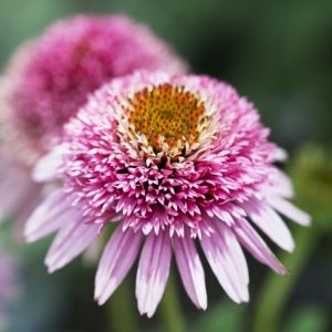Echinacea purpurea 'Butterfly Kisses'  - Zonnehoed