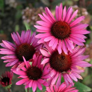 Echinacea Fatal Attraction - Zonnehoed