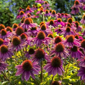 Echinacea Fatal Attraction - Zonnehoed
