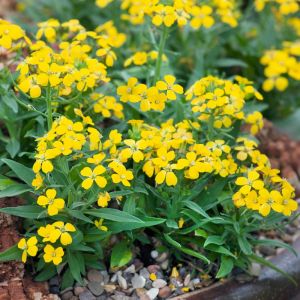 Erysimum suffruticosum 'Goldstaub' - Steenraket