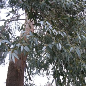 Eucalyptus gunnii - Gomboom