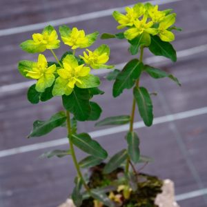Euphorbia polychroma 'Purpurea' - Wolfsmelk