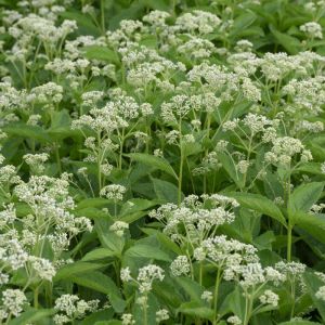Eupatorium maculatum ‘Album’ - Leverkruid
