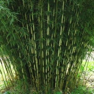 Fargesia robusta 'Formidable' - Bamboe