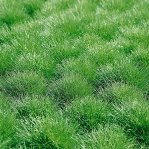 Festuca gautieri - Berenvel