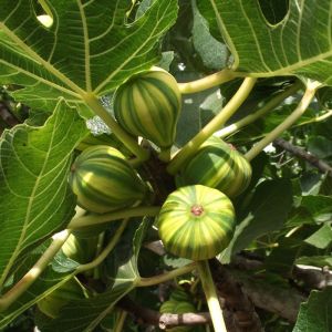 Ficus carica 'Panache' - Tijgervijg