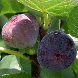 Ficus carica 'Rouge de Bordeaux'