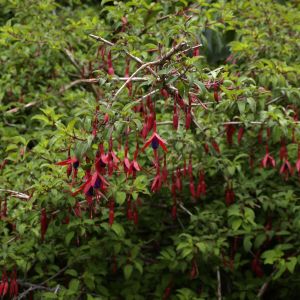Fuchsia magellanica gracilis - Bellenplant