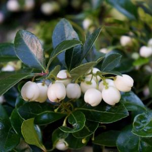 Gaultheria 'Gaulthier Pearl' - Bergthee