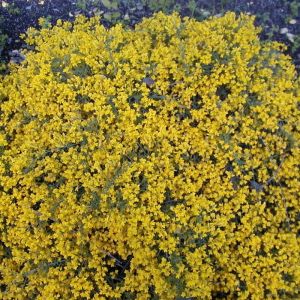 Genista lydia - Heidebrem