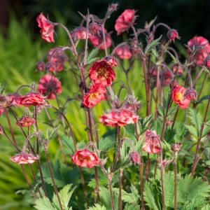 Geum rivale 'Flames of Passion' - Nagelkruid