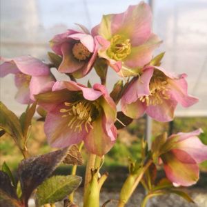 Helleborus orientalis 'Pretty Ellen Pink' - Kerstroos 