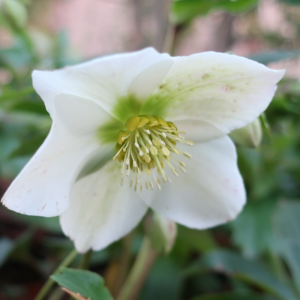 Helleborus orientalis 'Pretty Ellen White' - Kerstroos