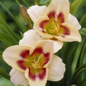 Hemerocallis 'Blueberry Candy' - Daglelie