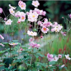 Anemone ‘September Charm’ met zachtroze bloemen en geel hart