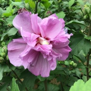 Hibiscus syriacus 'Ardens' op stam