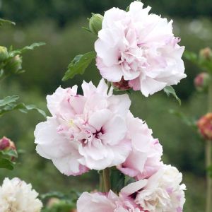 Hibiscus syriacus 'French Cabaret' Pastel op stam - Altheastruik