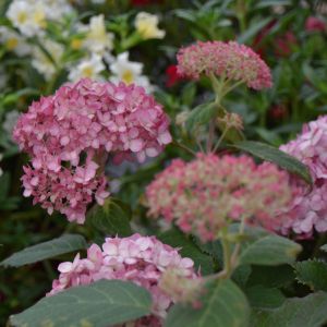 Hydrangea arborescens 'Ruby Annabelle' - Bolhortensia