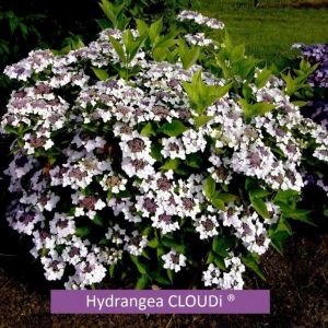 Hydrangea 'Cloudi' - Schermhortensia