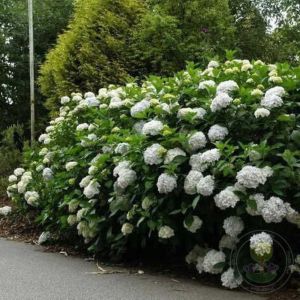 Hydrangea macrophylla 'Madame Emile Mouillère' - Hortensia