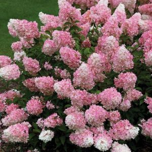 Hydrangea paniculata 'Vanille Fraise' op stam - Hortensia