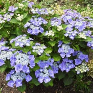 Hydrangea 'Teller Blue' - Schermhortensia