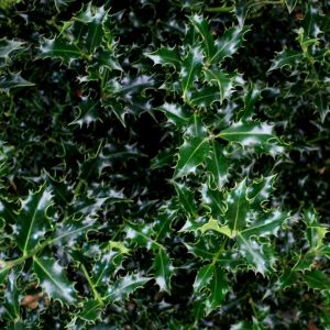 Ilex aquifolium 'Alaska' - Hulst