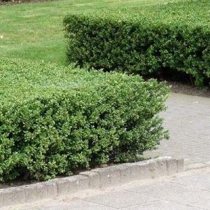 Ilex crenata 'Green Hedge' 