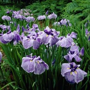 Iris ensata - Japanse Iris