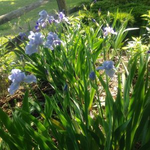 Iris germanica 'Babbling Brook' - Baardiris