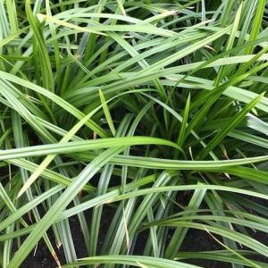 Carex foliosissima Irish Green - Zegge
