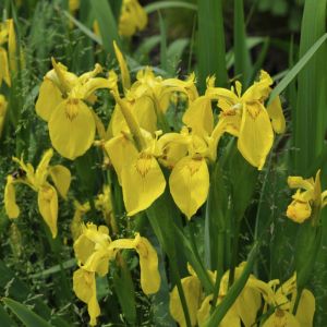 Iris pseudacorus - Gele Lis