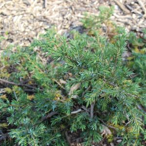 Juniperus communis 'Green Carpet' - Jeneverbes