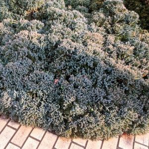 Juniperus squamata 'Blue Star' - Jeneverbes