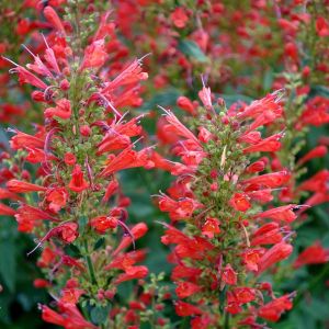 Agastache 'Kudos Red' - Dropplant