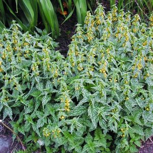 Lamiastrum galeobdolon 'Herman's Pride' - Dovenetel